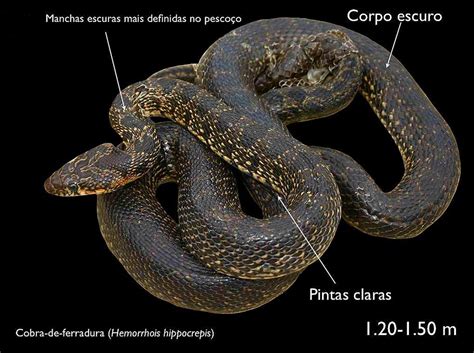 espécies de cobras em portugal